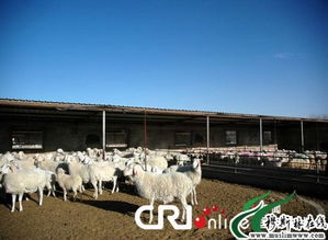 寧夏打造清真食品國際品牌 組圖