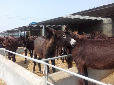 雜交驢 烏頭驢 德州驢 肉驢養殖 養殖場 肉驢廠家 肉驢養殖圖片_高清圖_細節圖-鄆城縣鴻霞養殖場