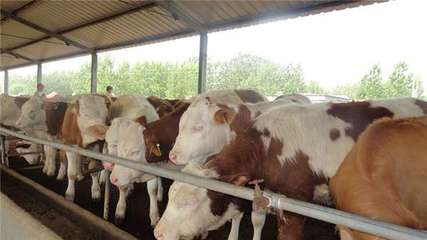 新沂市肉牛養殖基地→