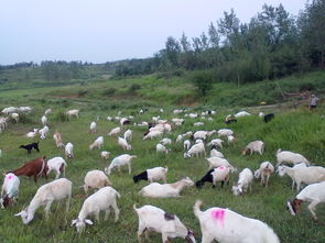 胡羊價格場家出售價格多少錢一只, 哪里有賣的