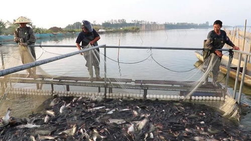 安徽桐城 特色興漁 水美魚肥 豐景 好