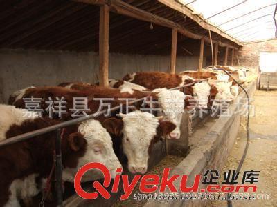 架子牛共分為3種架子10個等級萬勝牛羊養(yǎng)殖基地圖片|架子牛共分為3種架子10個等級萬勝牛羊養(yǎng)殖基地產(chǎn)品圖片由嘉祥縣萬正牛羊養(yǎng)殖場公司生產(chǎn)提供-