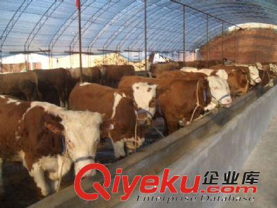 西門塔爾牛/魯西黃牛/養(yǎng)牛/肉牛價格/內(nèi)蒙肉牛養(yǎng)殖基地在哪-嘉祥縣黃垓鄉(xiāng)梁嘉門市部提供西門塔爾牛/魯西黃牛/養(yǎng)牛/肉牛價格/內(nèi)蒙肉牛養(yǎng)殖基地在哪的相關(guān)介紹、產(chǎn)品、服務(wù)、圖片、價格嘉祥縣黃垓鄉(xiāng)梁嘉門市部、肉牛 肉牛犢;肉羊 波爾山羊小尾寒羊;西門塔爾牛 魯西黃牛;肉驢;白山羊 黑山羊