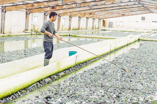 循環(huán)養(yǎng)殖效益高