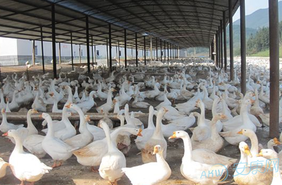 濱州市鵝養(yǎng)殖基地_潤澤畜牧養(yǎng)殖專業(yè)合作社