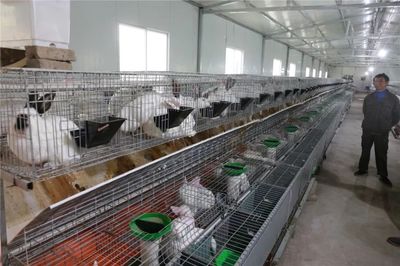 【壯麗70年·奮斗新時代】普定:小兔子“養(yǎng)成”大產(chǎn)業(yè)