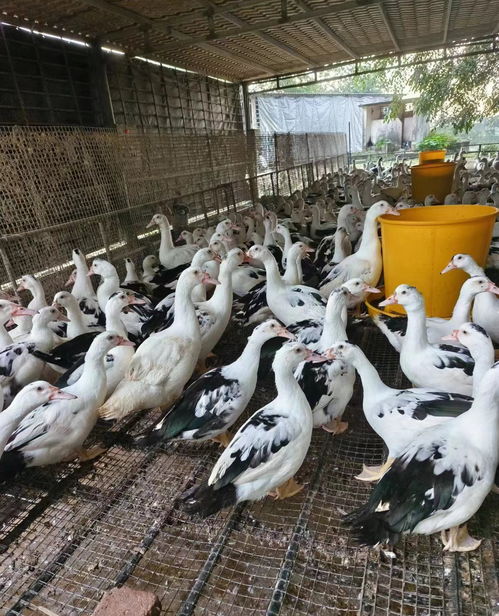 gef項(xiàng)目帶動農(nóng)戶養(yǎng)殖 瓊海嘉積鴨拓寬致富路