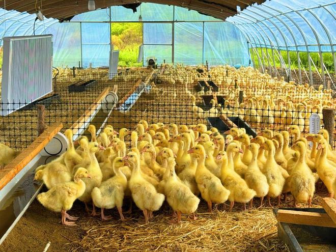 龍江森工集團:"鵝產業"挖掘林下經濟新潛能|白鵝|養殖基地_網易訂閱