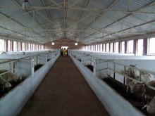 山東輝發牧業肉牛肉羊養殖基地