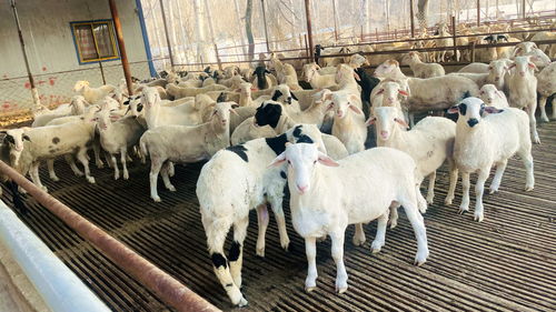 河北唐縣 送技術下鄉 助農戶增收