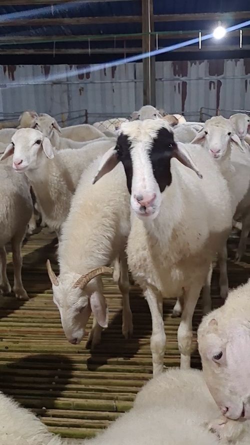 純種小尾寒羊保種廠