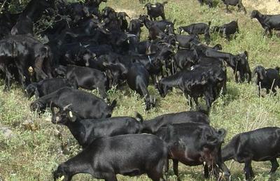 夫妻倆建立養殖基地養殖山羊,收益超達100萬元