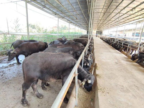 梧州龍圩區 一村一項目 賦新能動