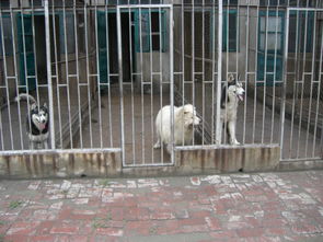 遼寧鞍山軍威寵物犬養殖基地