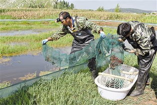 宣威 特色產業規模化發展 貧困戶持續穩定增收