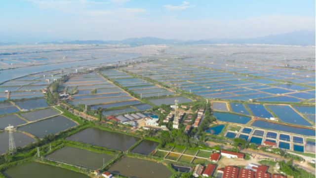 實現水產品的“身價倍漲”!升級打造全產業鏈,“小魚蝦”撲騰出“大產業”