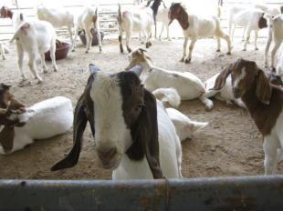南方哪里有波爾山羊養殖基地養殖場_農副產品_世界工廠網