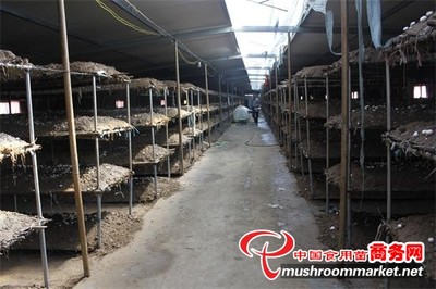甘肅:永昌晟達農牧農民合作社雙孢菇種植效益顯著_業內動態_食用菌新聞_中國食用菌商務網