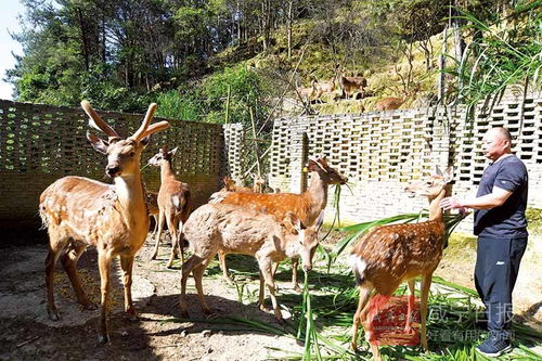 圖文 梅花鹿養殖促增收
