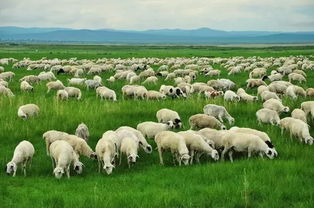 中國美麗鄉村創建有哪些模式