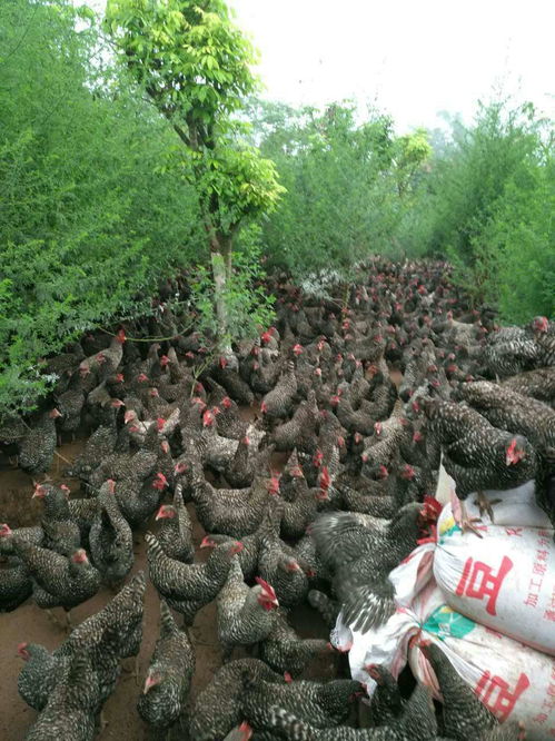 富順遠洪 禽歌 特色散養(yǎng)中草藥土雞養(yǎng)殖場