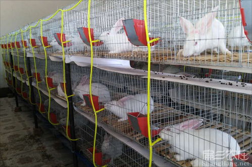 景德鎮(zhèn)散養(yǎng)野兔養(yǎng)殖基地 珠山樂平浮梁昌江兔子種苗批發(fā)