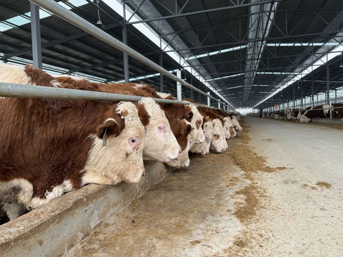 一頭牛 跑出新賽道