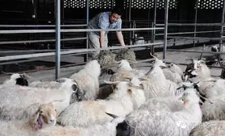 如果今年羊價8元以上,你能賺到錢嗎