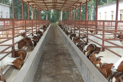 河北安國哪兒有波爾山羊養(yǎng)殖基地|河北安國哪里出售羊苗產(chǎn)品的資料 - 山東機電網(wǎng)