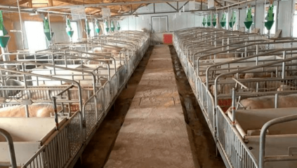 【中國食品報社融媒體】哈爾濱市巴彥縣:培育龍頭企業(yè) 萬潤肉類加工公司實現(xiàn)養(yǎng)殖加工銷售全產(chǎn)業(yè)鏈發(fā)展