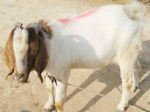 波爾山羊 ,山東圣博牧業(yè)養(yǎng)殖基地