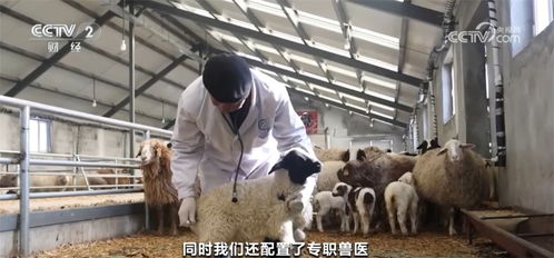 春回大地活力旺 新疆天山南北 接羔育幼 忙