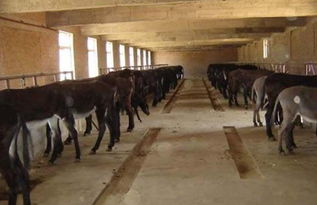 養(yǎng)驢有方法,在養(yǎng)驢之前,你要先了解這些