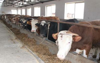 山東興旺肉牛種羊繁育基地_產品信息