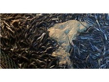 仙桃魚苗養殖基地產品展示