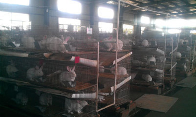 華強皮草開發公司養殖基地