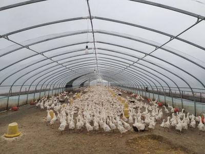 鄉村行 看振興丨黑龍江湯原白鵝產業鏈唱響致富"向天歌"