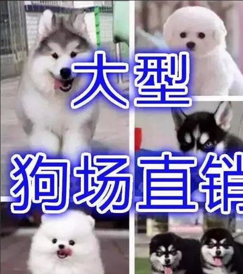 圖 成都大型繁殖基地600出售世界寵物名犬活送用品 成都寵物狗