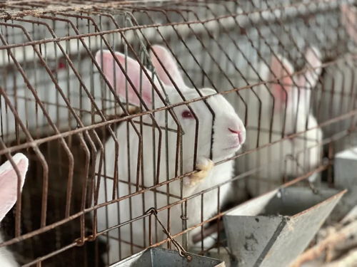 白楊鎮 特色養殖小肉兔 蹦 出振興致富路