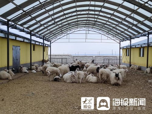 又見剛察 聊城援建海北州首座半自動化養殖基地 助推農牧產業提質增效