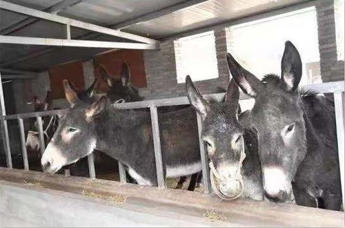 追趕超越看鎮街丨你所看到的美麗金河,全都是因為