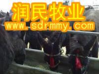 供應肉驢養殖技術、肉驢養殖前景、養驢基地_農副產品_世界工廠網中國產品信息庫