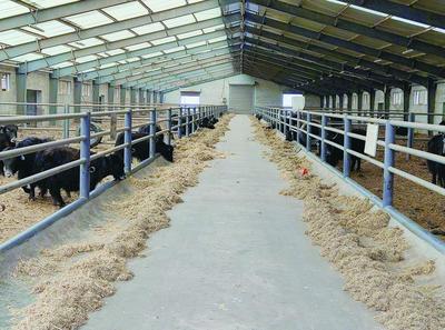 “青海牦牛”品牌何以叫響全國?