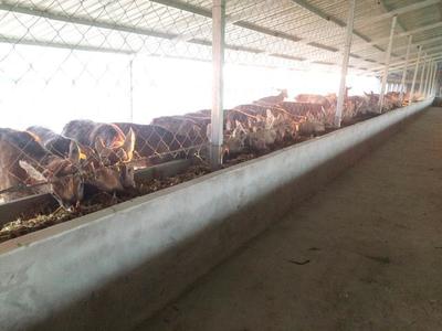 淮南最大的梅花鹿養殖基地-安徽鹿豐梅花鹿養殖地