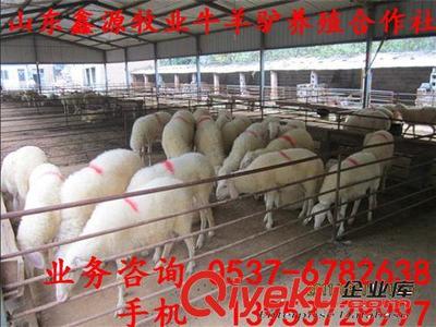 魯西地區 小尾寒羊發源地 正宗小尾寒羊養殖基地 出售種羊-嘉祥縣金正源牛羊養殖專業合作社提供魯西地區 小尾寒羊發源地 正宗小尾寒羊養殖基地 出售種羊的相關介紹、產品、服務、圖片、價格嘉祥縣金正源牛羊養殖專業合作社、牛;羊;驢