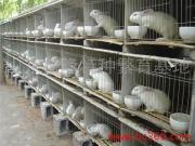 肉兔 _獺兔 _ 料盒_權威認證企業-慧聰網