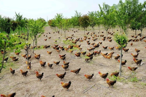 決戰決勝脫貧攻堅丨省國資系統助力打贏脫貧攻堅戰