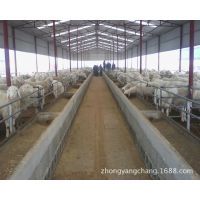 【供應豐縣波爾山羊養殖基地】價格_廠家 - 中國供應商