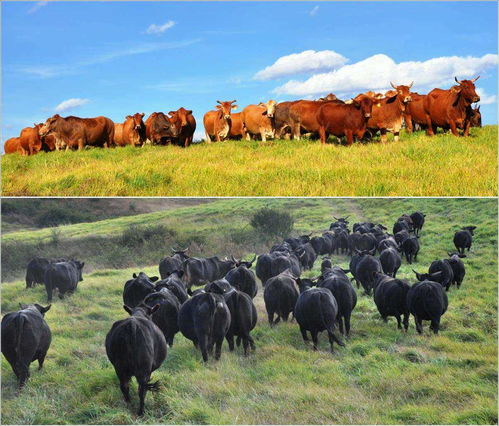 永仁縣明年建成全省規模最大的云嶺牛養殖基地