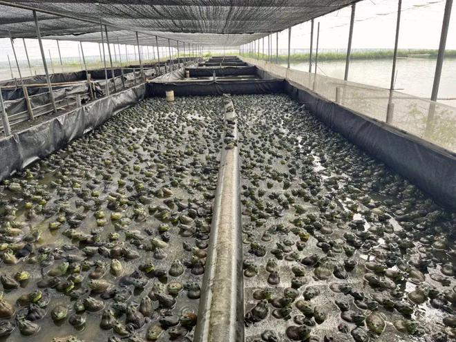 水產|養殖戶|飼料廠|美國牛蛙_網